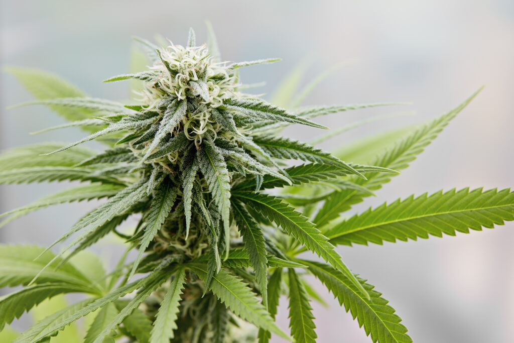 Marijuana Legalization: Pros, Cons, Health Risks & Economic Impact