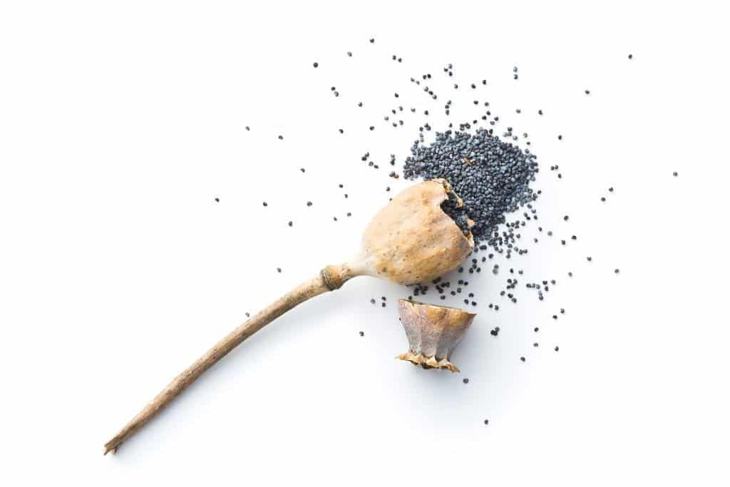 Poppy Seeds & Opioids: Effects, Risks & Legal Concerns