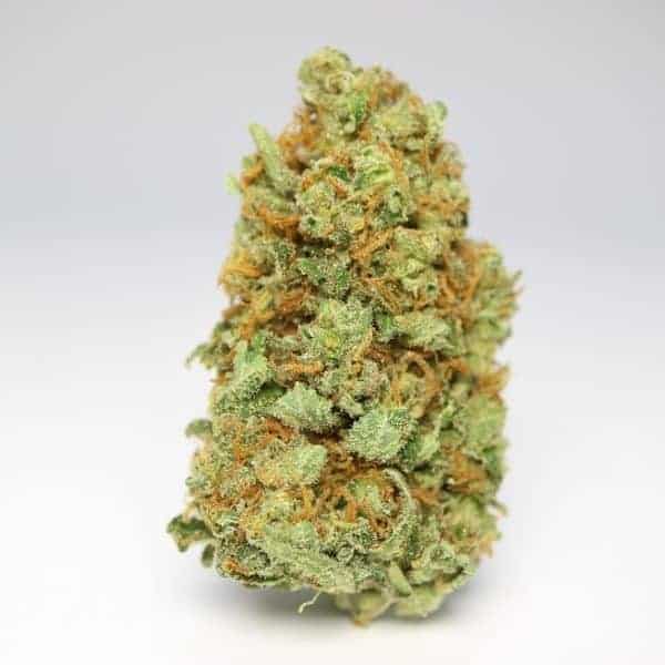 Congo Hybrid Grade Aaaa
