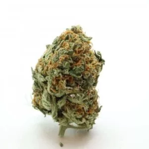 Shop for Girlscout Cookies Hybrid on the Web