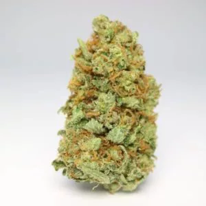 Congo hybrid strain