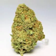 Mango haze Hybrid | Grade: AAA